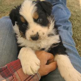 Australian Shepherd Puppies from Long Mt Aussies