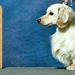 Dachshund All Grown Up from Triniti Dachshunds