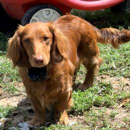 Dachshund puppies from Triple S Dachshunds