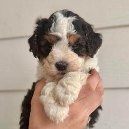 Banana - Tri-color male Bernedoodle puppy in Modesto, California from Central Valley Canine Companions