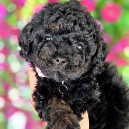 Green boy - Phantom male Bernedoodle puppy in Vernon, Texas from Sugarland's Texas Goldendoodles