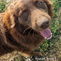 Jax - Australian Shepherd
