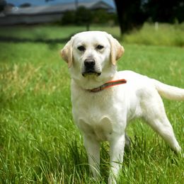 Dilute Retriever All Grown Up from Roaming Lab Farms