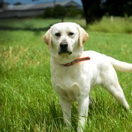 Dilute Retriever All Grown Up from Roaming Lab Farms