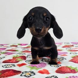 Black and tan female (green) - Black and tan female Dachshund puppy in Belle Rive, Illinois from Akin's Miniature Dachshunds, LLC
