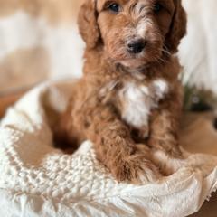 Boy ( sweet and very empathetic ) - Red  male Goldendoodle puppy in Rio, Wisconsin from Guardian Angel Mini Goldendoodle Puppies