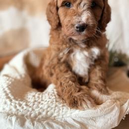 Boy ( sweet and very empathetic ) - Red  male Goldendoodle puppy in Rio, Wisconsin from Guardian Angel Mini Goldendoodle Puppies