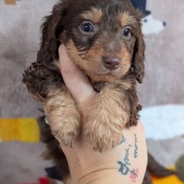 Hans silky curly Longhair - Chocolate and tan male Dachshund puppy in Barnard, Missouri from KB Doxies