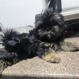 Girl 1 - Black and tan female Shih Tzu puppy in Houston, Texas from Shih Tzu Houston