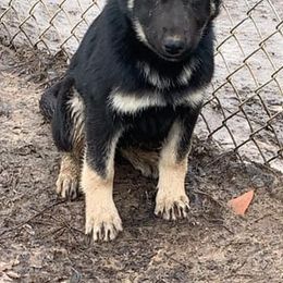 German Shepherds and Siberian Huskies from Stubbs Kennels