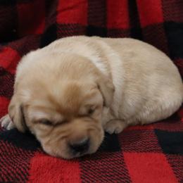 Icy - Yellow female Labrador Retriever puppy in Camden, Indiana from Camden's Caring Canines