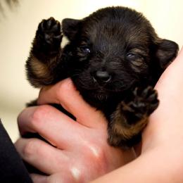 Dot - Sable female German Shepherd puppy in Youngsville, North Carolina from Di casa Esperanza