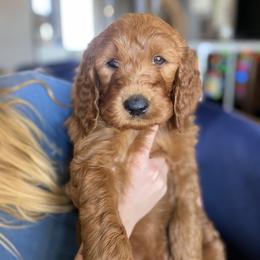 Goldendoodle Puppies from Bows & Ties Doodles