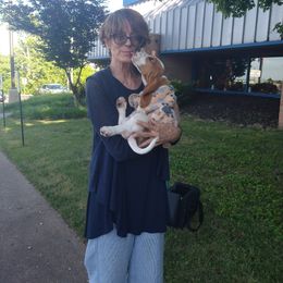 Basset Hound Puppies from Redbud Ranch Basset Hounds