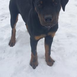 Rottweiler Puppies from Gregory Mulkeys Rottweilers