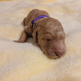 Purple - Apricot female Poodle puppy in Big Rapids, Michigan from Meeker's Ridge Standard Poodles