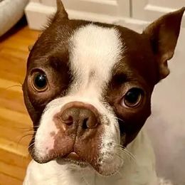 Elle - Boston Terrier