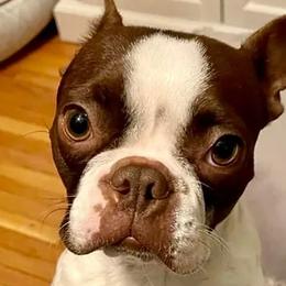 Elle - Boston Terrier