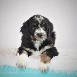 Aussiedoodle Puppies from Wilson Cattle Co.
