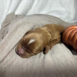 Arkansas - Red male Cavapoo puppy in Carmichaels, Pennsylvania from Honey & Lemon Royalty