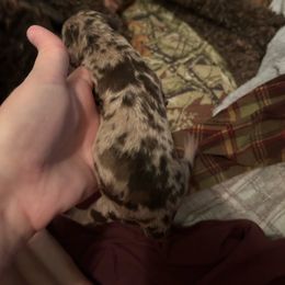 Girl 5 - Brown female Poodle puppy in Livingston, Louisiana from Hades Flame Kennel