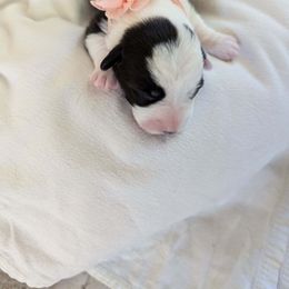 Cardigan Welsh Corgi Puppies from Smoky Tails Corgis