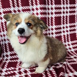 Fiyero - Red male Pembroke Welsh Corgi puppy in Castle Rock, Washington from Heckman Corgis