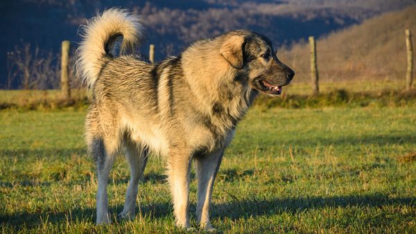 Find Sarplaninac puppies for sale