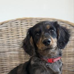 Dapper - Dapple male Dachshund puppy in Appomattox, Virginia from Doxie Darlings VA
