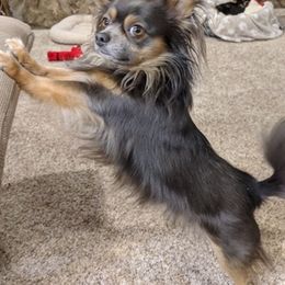 Chihuahuas from Coffey Chihuahua Café