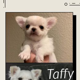 Taffy - Chihuahua