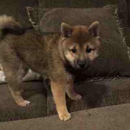 Yumi - Sesame female Shiba Inu puppy in Tamarac, Florida from The Queen of Shibas