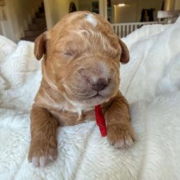 Strawberry - Red  female Goldendoodle puppy in Battleground, Washington from Doodles Delight PNW