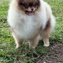Chip - Wolf sable male Pomeranian puppy in Willis, Texas from Treasured Jewels Pomeranians