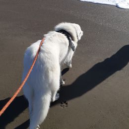 Great Pyrenees All Grown Up from The Yosemite Pyrenees Ranch