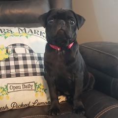 Raven - Pug