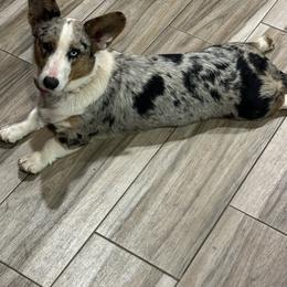 Stella - Cardigan Welsh Corgi