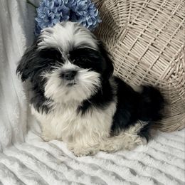 AKC Kash - Black and white male Shih Tzu puppy in Elgin, South Carolina from Silver Bells Paw Prints