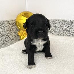 Mr England (World Cup Litter) - Brown and white male Portuguese Water Dog puppy in Grants Pass, Oregon from Rogue River Portuguese Water Dogs