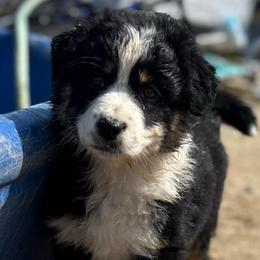Katie - Black tri-color female Australian Shepherd puppy in New Boston, New Hampshire from Painted Pup Australian Shepherds