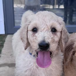 Goldendoodle Puppies from H&H Goldendoodles of Braselton