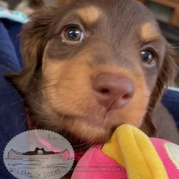 Peaches - Chocolate and tan female Dachshund puppy in Lake Mary, Florida from Lakeside Doxies