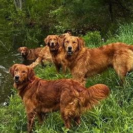 Golden Retriever puppies from Green Mountain Golden Retrievers
