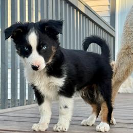 Spruce - Black tri male Miniature Australian Shepherd puppy in Medical Lake, Washington from MAS Gone Rogue