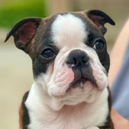 Boston Terriers and Dalmatians from Henderson's Boston Terriers & Dalmatians