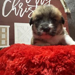 Charlie - Sable male Pembroke Welsh Corgi puppy in Nortonville, Kansas from Low Riders Corgis & Mini Aussies