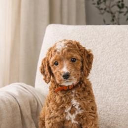 Girl 1 - female Goldendoodle puppy in Humble, Texas from Simply Dane Doodles