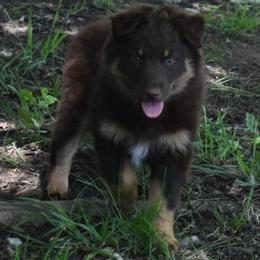SIENNA - Red tri-color female Australian Shepherd puppy in Nowata, Oklahoma from 4Feathers