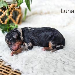 Luna - Merle female Bernedoodle puppy in Gaylord, Michigan from Dog Mom Co. Doodles