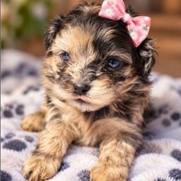 Dolly Parton - Merle female Shihpoo puppy in Delphos, Ohio from Route 66 Puppies